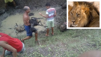 Leão de circo foge de jaula e mata 30 animais em Serrinha