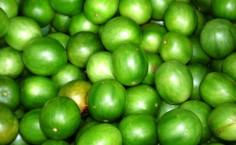 Umbu é uma das opções de frutas saudáveis para o verão; maior produção está no norte da Bahia