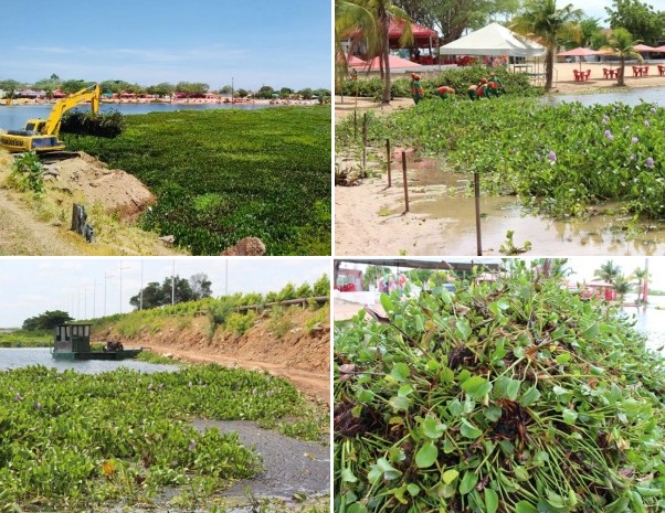 Mesmo com prefeitura tentando conter avanço, Balneário Prainha sofre com invasão de baronesas