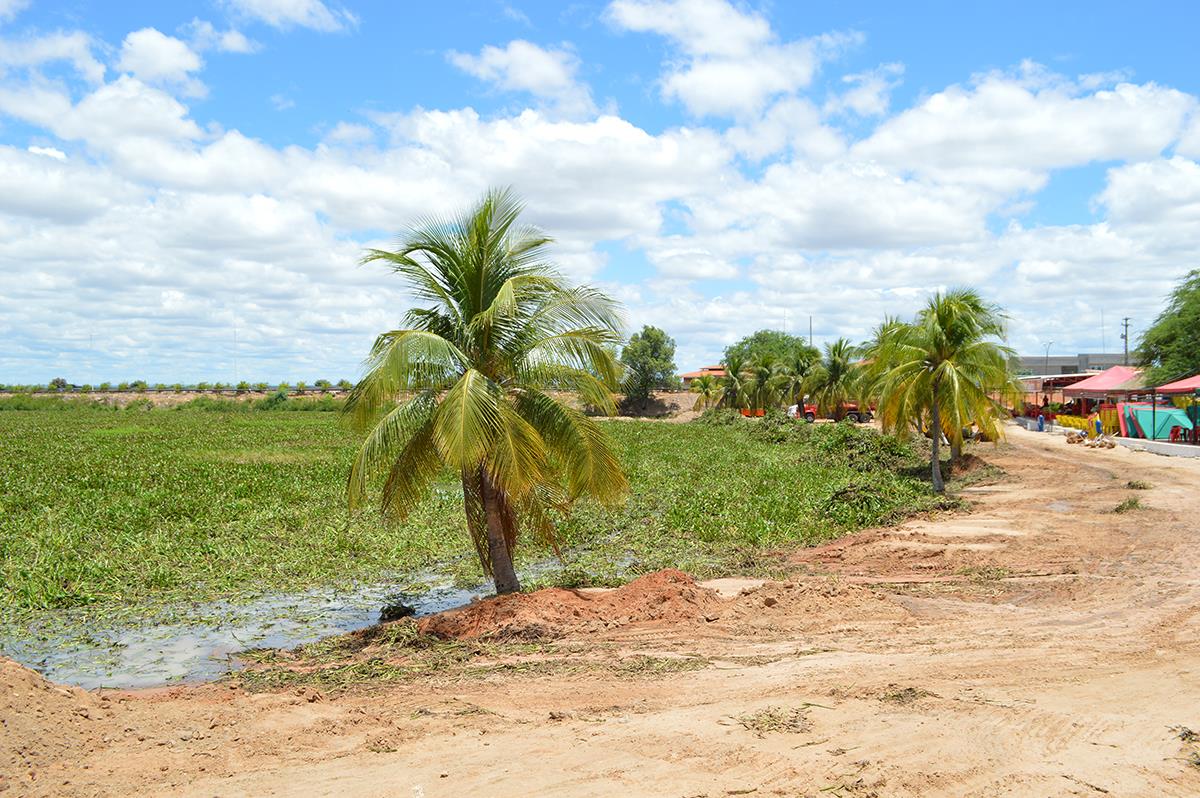 Máquina para capturar e triturar baronesas está nos planos da prefeitura