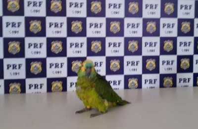 PRF resgata papagaio criado em cativeiro em Paulo Afonso
