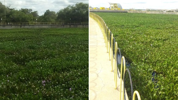 Baronesas tomam lugar dos espelhos d’água nos lagos de Paulo Afonso