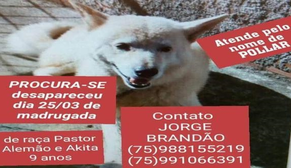 Ajude a localizar o cachorrinho”Pollar” que está desaparecido em Paulo Afonso