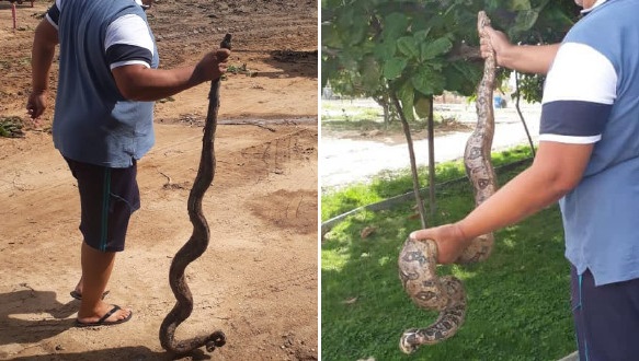 Jiboia é encontrada na Prainha de Paulo Afonso durante remoção de baronesas