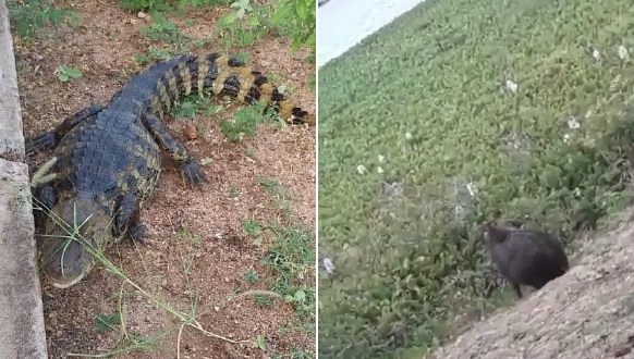 Jacarés e capivaras são vistos às margens de lagos do Rio São Francisco em Paulo Afonso