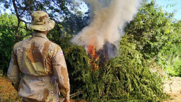 Caatinga erradica plantação com 1,5 tonelada de maconha em Abaré (BA)