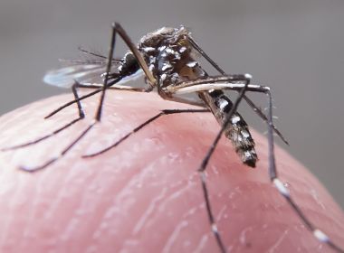 Número de mortes por dengue no país em 2019 já é o dobro do registrado em 2018