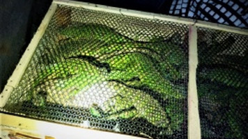 40 iguanas compradas em Paulo Afonso por R$ 20 cada, são achadas em porta-malas de carro pela PRF