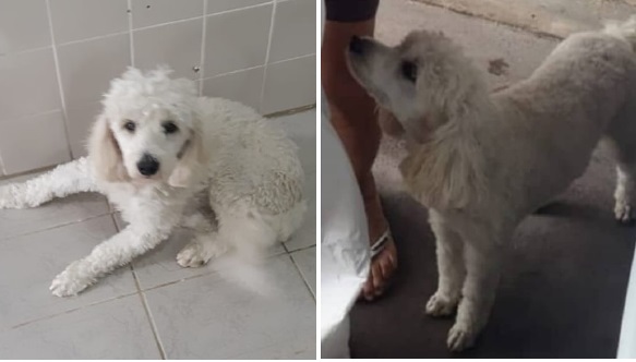 Dona faz apelo em busca da cachorrinha “Rany” desaparecida em Paulo Afonso