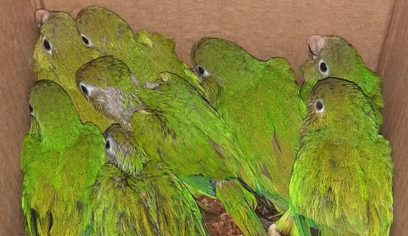 Homem é levado para delegacia por comercialização e maus tratos de pássaros silvestres na feira do BTN