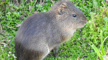Santa Brígida BA: Criadores reclamam que preás estão acabando com plantio de palma