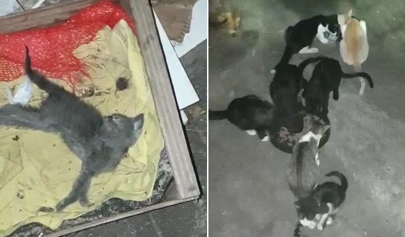 Gatos abandonados estão agonizando até a morte no antigo prédio do INSS de Paulo Afonso; vídeos
