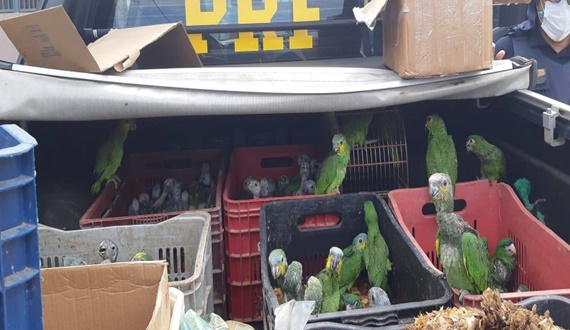 PRF-BA realiza operação de combate ao tráfico de animais silvestres em Paulo Afonso