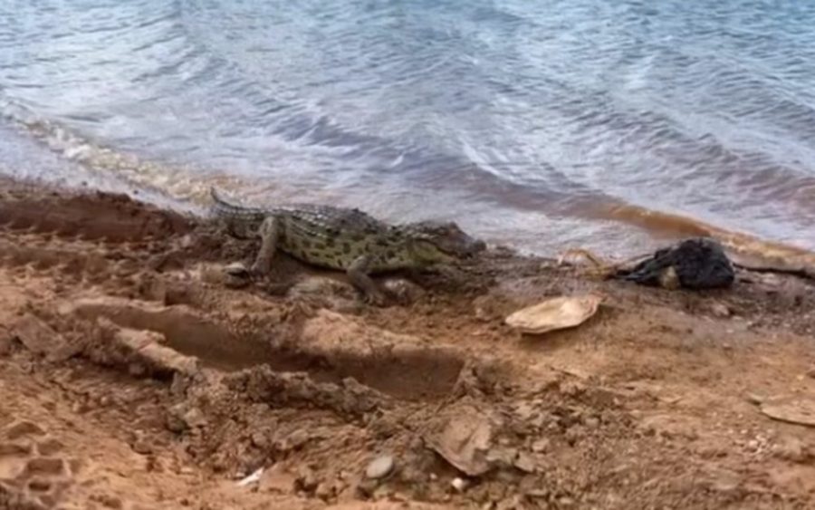 Jacaré colocado em açude de Canudos preocupa moradores e pescadores da região: ‘Pode dar um prejuízo grande’