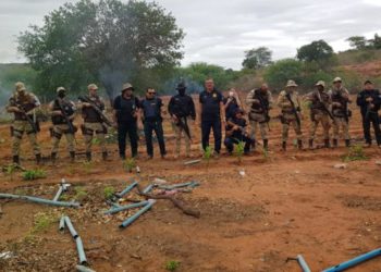 Operação policial conjunta erradica 273 mil pés de maconha em Jeremoabo (BA)