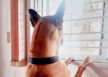 Crônica – Simplesmente lealdade (Francisco Nery Júnior)