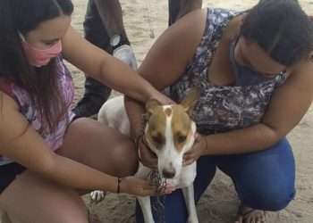 Em três dias, 910 animais recebem vacinação antirrábica na área rural de Paulo Afonso