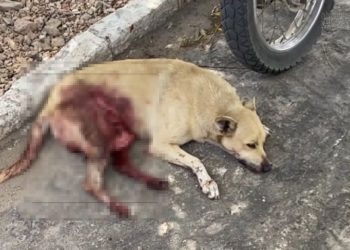 “Sem querer, derrubei a faca” diz feirante que matou cadela em Delmiro Gouveia (AL); audiência de custódia manteve prisão