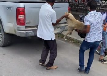 Feirante é preso suspeito de esfaquear e matar cadela em Delmiro Gouveia, AL