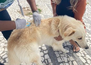 Centro e bairros recebem a vacinação de cães e gatos no dia 11, e BTN no dia 18; saiba locais