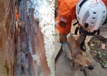 Cão fica preso entre paredes de casa e é resgatado pelos bombeiros em Paulo Afonso; veja vídeos