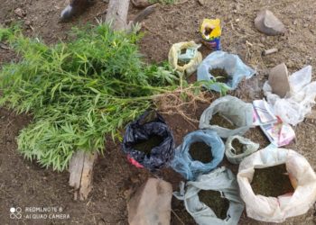 Idoso é preso em plantação com mil pés de maconha em Jeremoabo (BA)