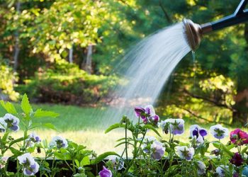 CRÔNICA – Francisco Alves do IFBA, suas plantinhas e a conta da EMBASA (Francisco Nery Júnior) 