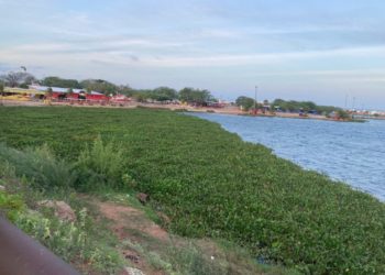 Baronesas voltam a ocupar trecho do “Velho Chico” próximo à Prainha de Paulo Afonso