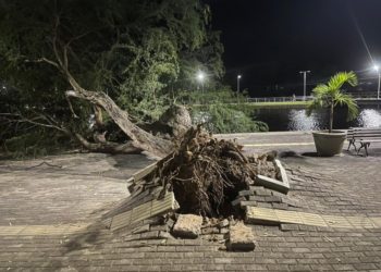Paulo Afonso – Vento forte derruba árvore no Parque Balneário, diz prefeitura