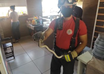 Bombeiros resgatam cobra dentro da cozinha de pizzaria no centro de Paulo Afonso