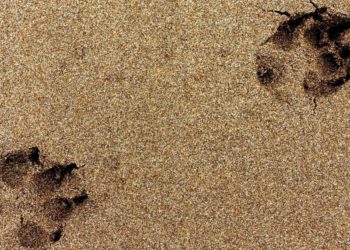 CRÔNICA – O discurso do segurança no sepultamento de Picolé (Francisco Nery Júnior)