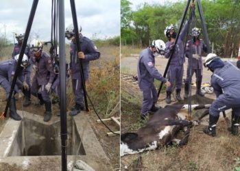 Bombeiros militares resgatam vaca que caiu dentro de bueiro em Paulo Afonso; veja fotos e vídeo