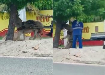 Maus-tratos: homem é flagrado espancando jumento em Paulo Afonso; vídeos