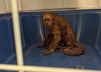 Bombeiros resgatam macaco em Paulo Afonso