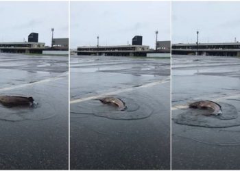 Chuva forte faz peixes invadirem a pista do aeroporto de Ilhéus na Bahia