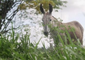 ABATE – ‘Comércio’ de jumentos em Paulo Afonso abastece produção de composto medicinal na China
