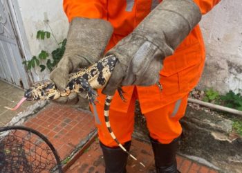 Teiú é encontrado em uma residência da Avenida André Falcão em Paulo Afonso