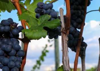 Pelas mãos da Diocese, Paulo Afonso entra na rota do Enoturismo