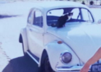 (CRÔNICA) 20 de janeiro, Dia do Fusca – o meu Fusca branco. Por Francisco Nery Júnior