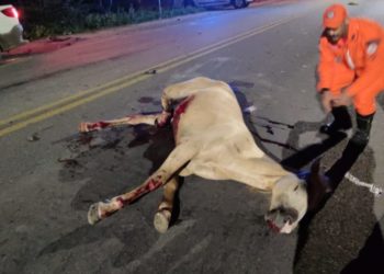 Paulo Afonso: “Tem um aqui agonizando”. Em vídeo, bombeiro militar relata acidente envolvendo animais na BA-210