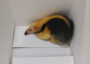 Bombeiros resgatam filhote de tamanduá em Paulo Afonso