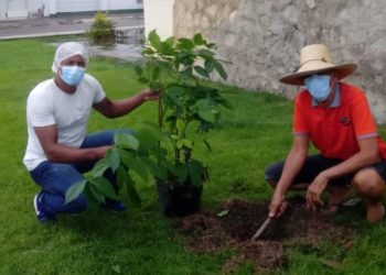 Mais um cidadão valoriza e assume a arborização da cidade (por Francisco Nery Júnior)
