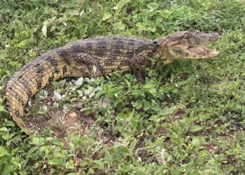 Bombeiros resgatam jacaré em quintal de residência em Paulo Afonso
