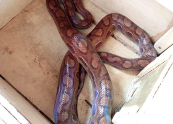 Paulo Afonso: Bombeiros capturam cobra em quiosque no Balneário Prainha