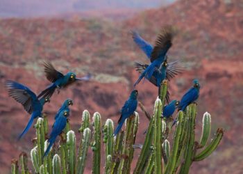 Bahia vive onda de mortes de araras-azuis eletrocutadas em postes