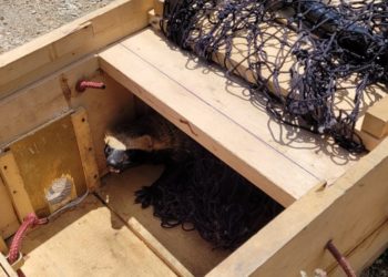 Bombeiros militares de Paulo Afonso capturam furão em clube de Glória-BA