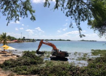 Prefeitura segue com retirada de baronesas no Balneário Prainha