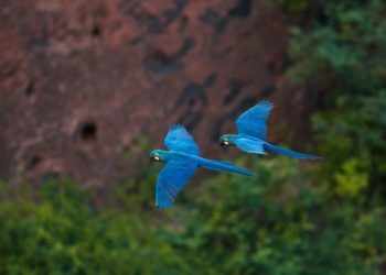 ‘Um bem inigualável’, diz guia de turismo sobre importância de araras-azuis após morte das aves raras na BA
