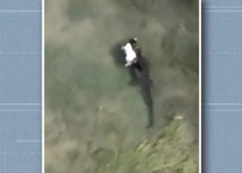 Com cheia do rio São Francisco, jacarés aparecem em Juazeiro, na BA; imagem registra réptil carregando um gato na orla da cidade