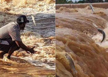 Depois das enchentes, Rio São Francisco testemunha o milagre dos peixes